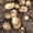 Семенной и продовольственный качественный картофель - Изображение #3, Объявление #1674580