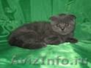 котята шотландской вислоухой породы - Изображение #1, Объявление #167354