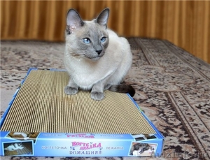Новые когтеточки-лежанки для кошек в Дагестане. - Изображение #1, Объявление #1295854